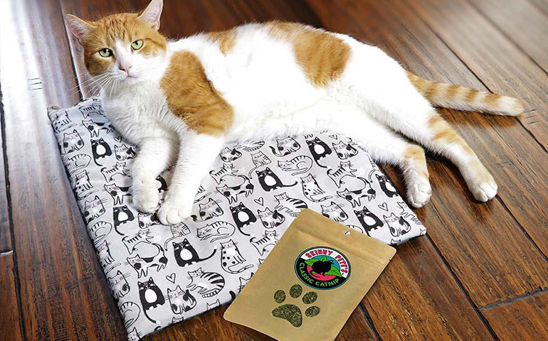 Tucker-the-cat-with-a-package-of-Skinny-Pete's-Catnip-and-modeling-on-the-Cat-Mat