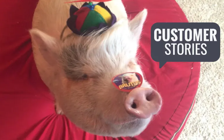 Brutus-the-Mini-Pig-with-snout-sticker