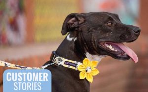 Collar-Me-Charming-dog-yellow-flower